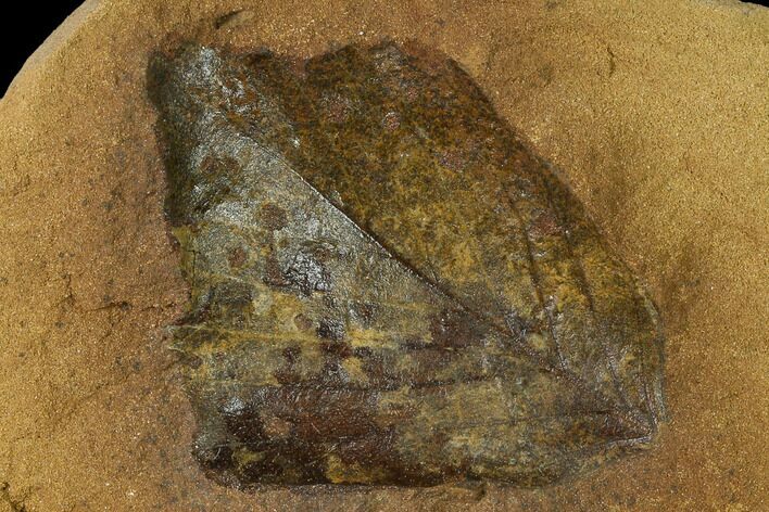 Cretaceous Fossil Leaf (Viburnum) - Kansas #136451